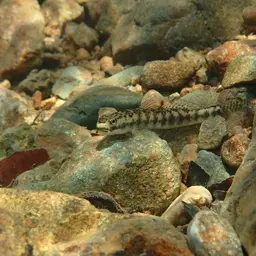 Orange-fin Stiphodon, photo 11