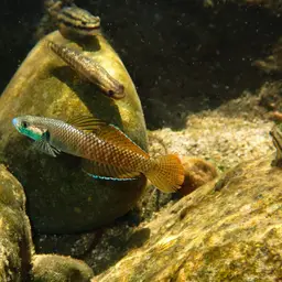 Neon Goby, photo 1
