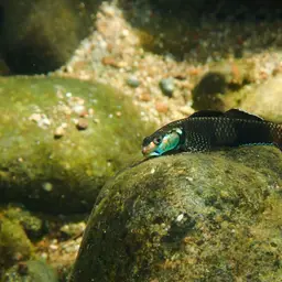 Neon Goby, photo 2