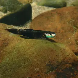 Neon Goby, photo 3
