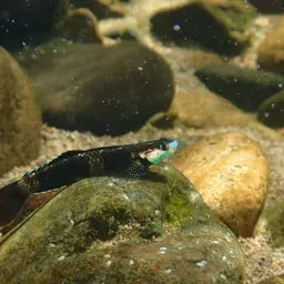 Neon Goby, photo 4