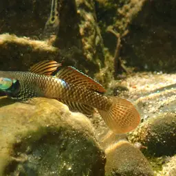 Neon Goby, photo 5