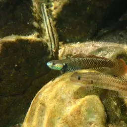 Neon Goby, photo 6
