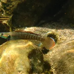 Neon Goby, photo 7