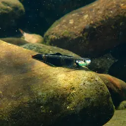 Neon Goby, photo 8