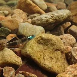 Neon Goby, photo 9