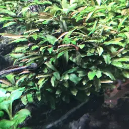 Neon Goby, photo 10