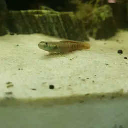 Neon Goby, photo 11