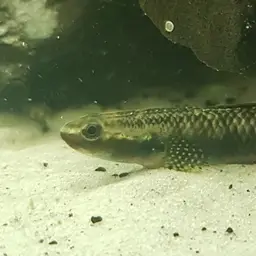 Neon Goby, photo 12