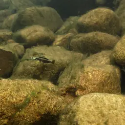 Palauan Riffle Goby, photo 1