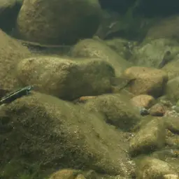 Palauan Riffle Goby, photo 2