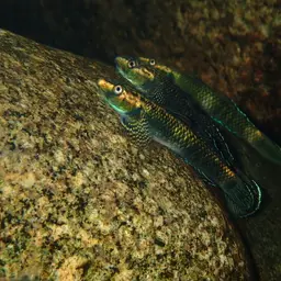 Palauan Riffle Goby, photo 3
