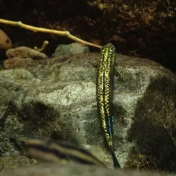 Palauan Riffle Goby, photo 4
