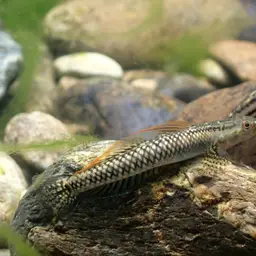 Palauan Riffle Goby, photo 5