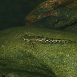 Palauan Riffle Goby, photo 6