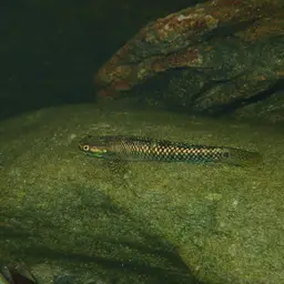 Palauan Riffle Goby, photo 7