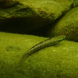 Palauan Riffle Goby, photo 8