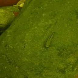 Palauan Riffle Goby, photo 9