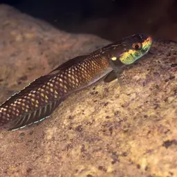 Palauan Riffle Goby, photo 10