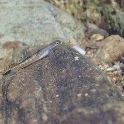 Palauan Riffle Goby, photo 12