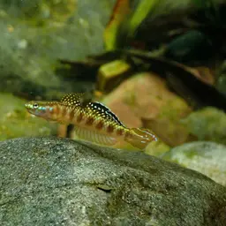 Golden-red stiphodon