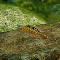 Golden-red stiphodon, photo 2