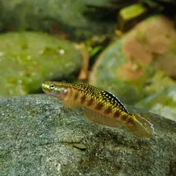 Golden-red stiphodon, photo 3