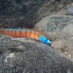 Golden-red stiphodon, photo 4