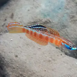 Golden-red stiphodon, photo 5