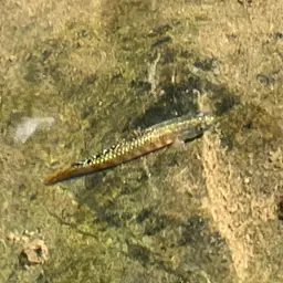 Golden-red stiphodon, photo 6