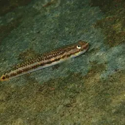 Golden-red stiphodon, photo 7