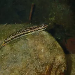 Golden-red stiphodon, photo 8