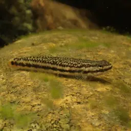 Golden-red stiphodon, photo 9