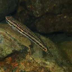 Golden-red stiphodon, photo 10