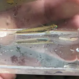 Cobalt Blue Goby