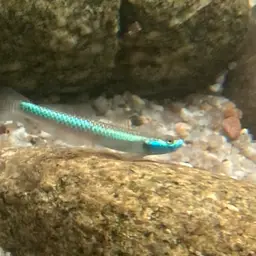 Cobalt Blue Goby, photo 2
