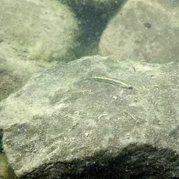 Cobalt Blue Goby, photo 3