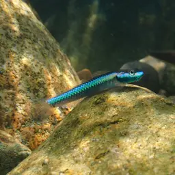 Cobalt Blue Goby, photo 4