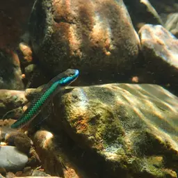 Cobalt Blue Goby, photo 5
