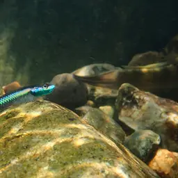 Cobalt Blue Goby, photo 6