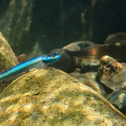 Cobalt Blue Goby, photo 7