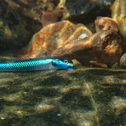 Cobalt Blue Goby, photo 8