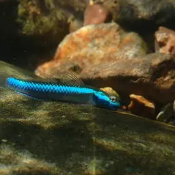 Cobalt Blue Goby, photo 9