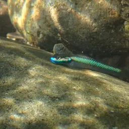 Cobalt Blue Goby, photo 10