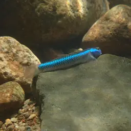 Cobalt Blue Goby, photo 11