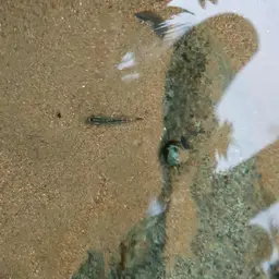 Cobalt Blue Goby, photo 12