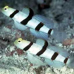 Dracula Shrimp-goby, photo 1