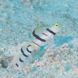 Dracula Shrimp-goby, photo 2