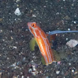 Yasha Goby, photo 1