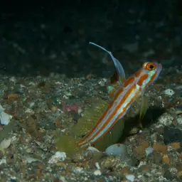 Yasha Goby, photo 2